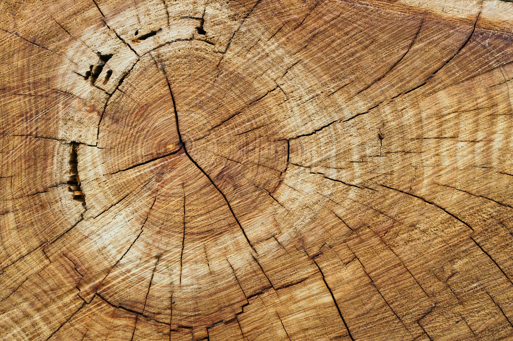 Close up of timber end grain showing growth rings